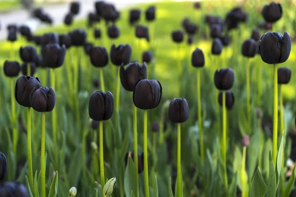 Tulipany z bliska Zobacz Zdjęcia Stockowe bez tantiem