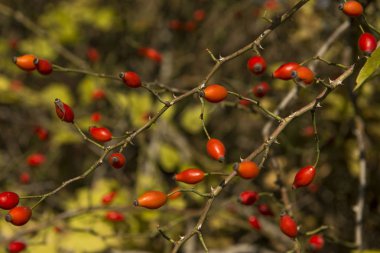Brier bush yakın çekim