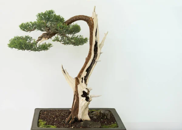 Bonsai Ağacı 