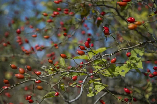 Brier branch — Stock Photo, Image