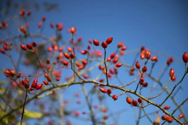 Brier branch close up — Stock Photo, Image