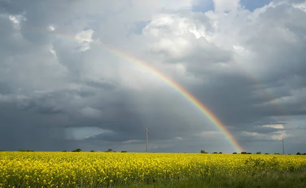 Rainbow over the rapeseed field Stock Image