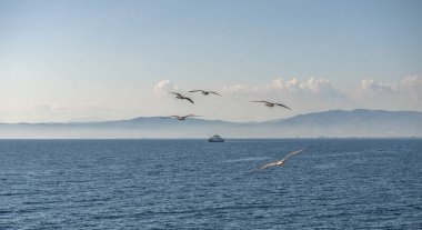 Martılar uçuyor