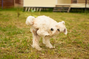 Bahçedeki Küçük Köpek