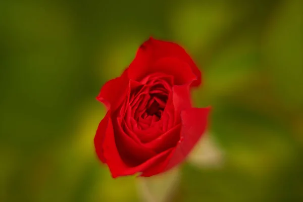 Rose Κοντινό πλάνο στον κήπο — Φωτογραφία Αρχείου