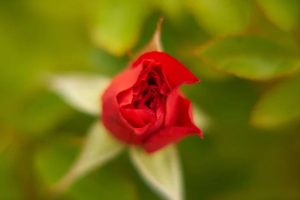 Rose zbliżenie w ogrodzie — Zdjęcie stockowe