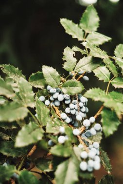 Photo of Oregon-grape bush clipart