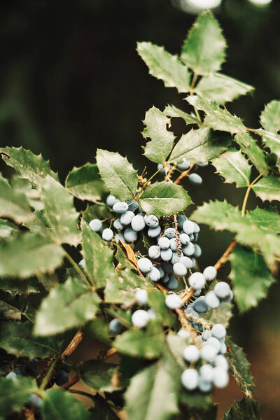 Photo of Oregon-grape bush