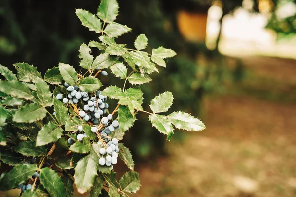 Фото орегонского виноградного куста — стоковое фото