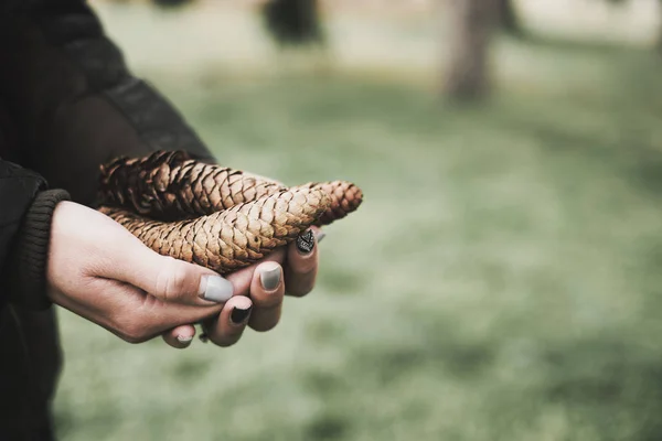 Dennenappels in vrouw hand — Stockfoto