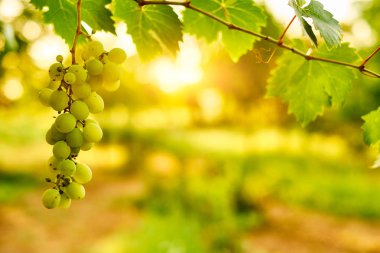 Beyaz olgun üzüm kümeleri