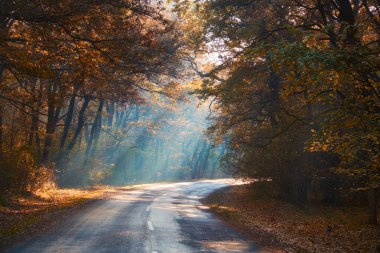 Sisli sonbahar orman yolu
