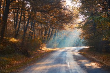 Sisli sonbahar orman yolu