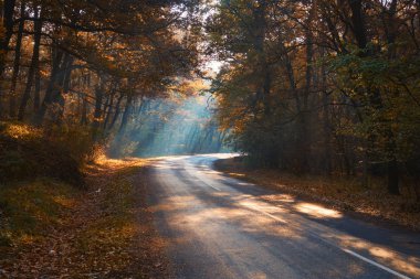 Sisli sonbahar orman yolu