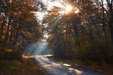Sisli sonbahar orman yolu