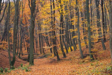 sonbahar orman sahne