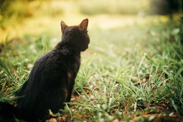 Carino gattino nero — Foto Stock