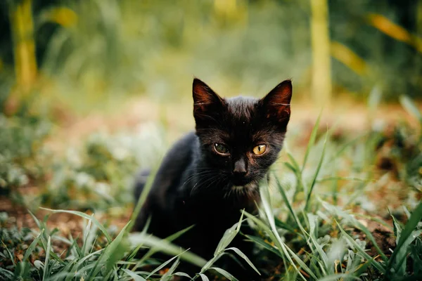 Gatinho preto bonito — Fotografia de Stock