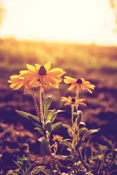 Yellow flowers sunset — Stock Photo, Image