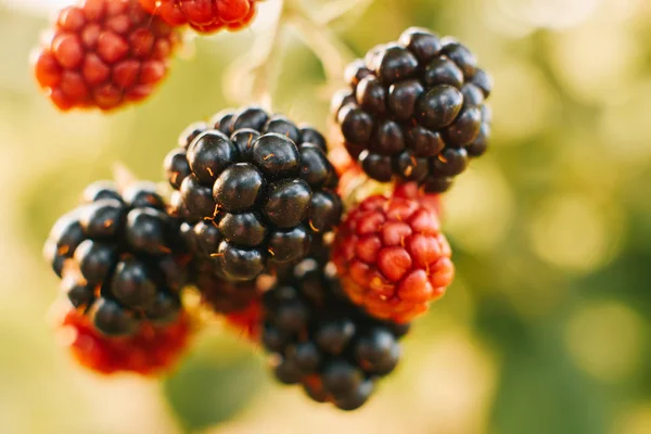 Raspberries on a bush — Stock Photo, Image