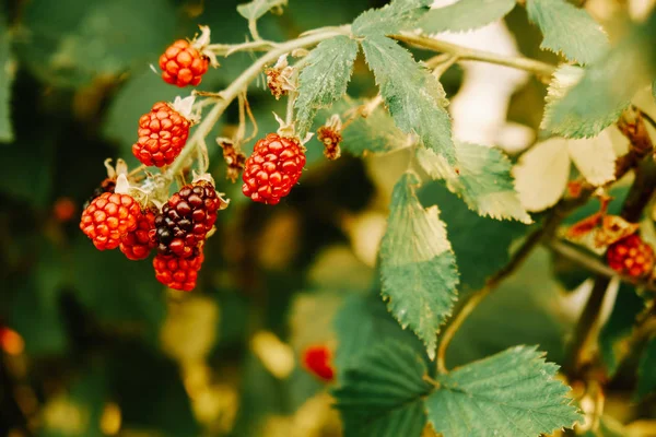 Çalının üstünde ahududu