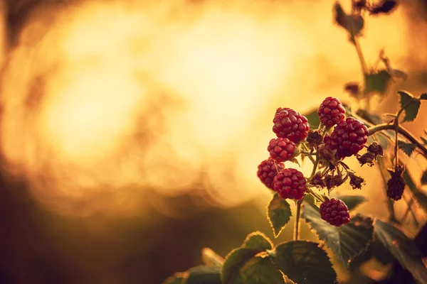 Raspberries on a bush — Stock Photo, Image