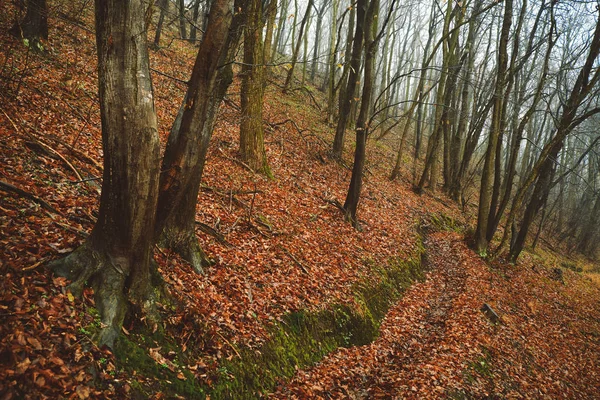 Camino del bosque de invierno —  Fotos de Stock