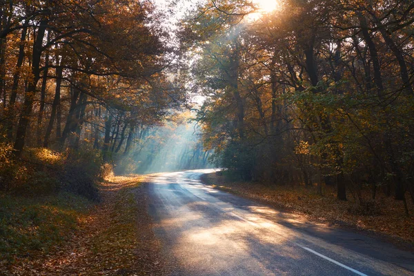 Misty route forestière d'automne — Photo