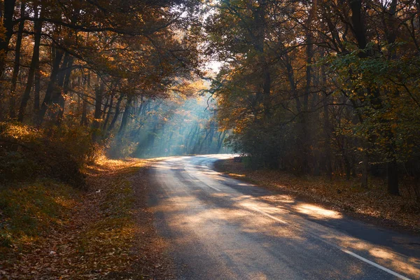 Misty otoño bosque carretera —  Fotos de Stock