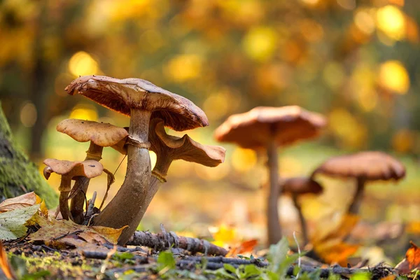 Photo of mushrooms — Stock Photo, Image