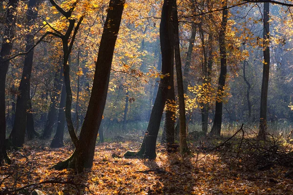 Sonbahar orman doğa fotoğrafı — Stok fotoğraf