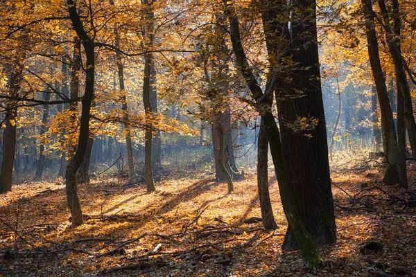 Sonbahar orman doğa fotoğrafı — Stok fotoğraf