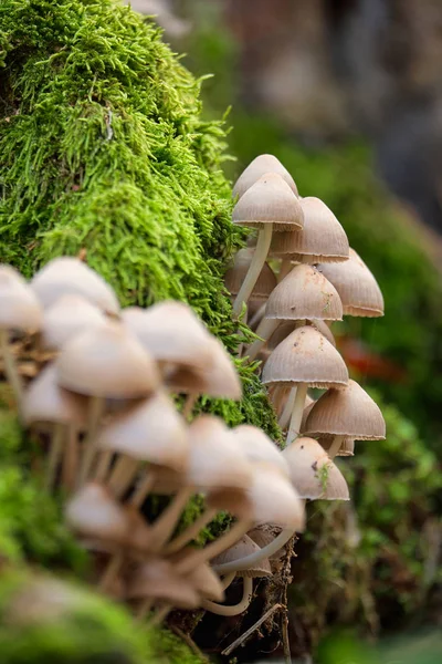 Mushrooms on a trunk — Stock Photo, Image