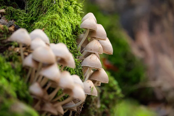 Cogumelos em um tronco — Fotografia de Stock
