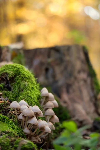 Pilze auf einem Stamm — Stockfoto
