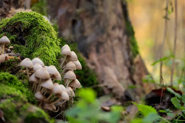 Pilze auf einem Stamm — Stockfoto