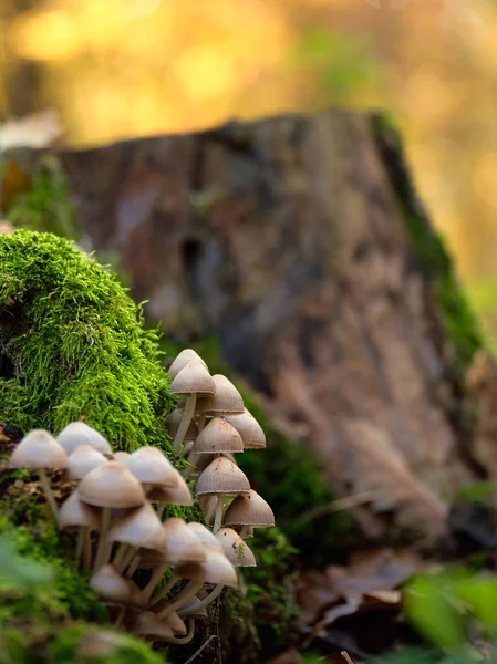 Pilze auf einem Stamm — Stockfoto