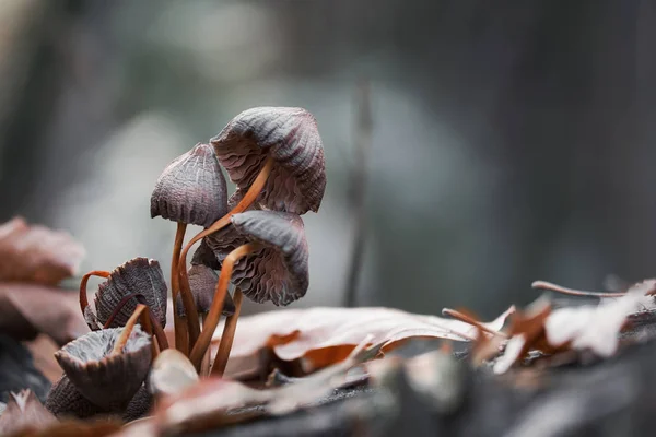 Macro foto di funghi — Foto Stock