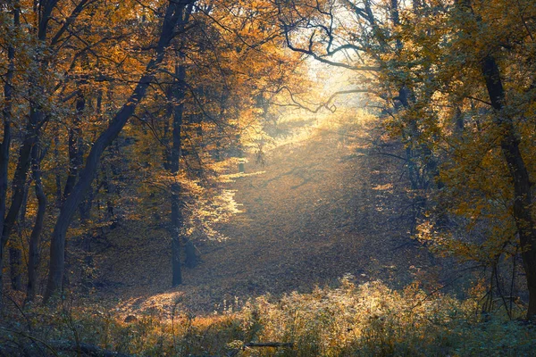 Erstaunliches Licht im Herbstwald — Stockfoto