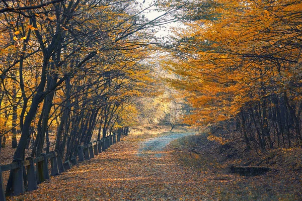 Φθινόπωρο δασικό δρόμο — Φωτογραφία Αρχείου
