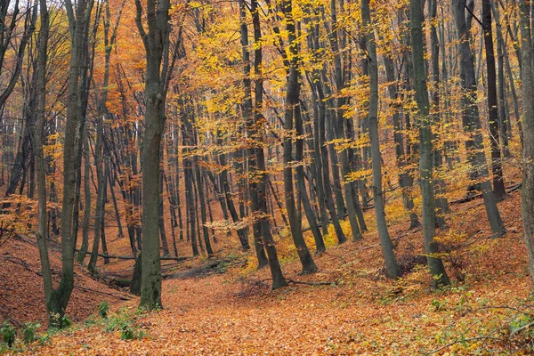 sonbahar orman sahne