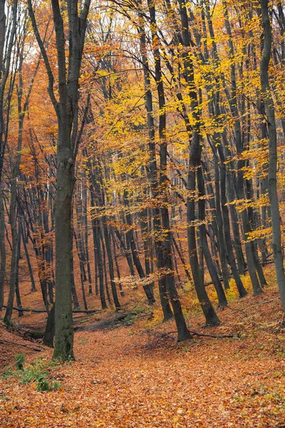 Herfst bos scène — Stockfoto