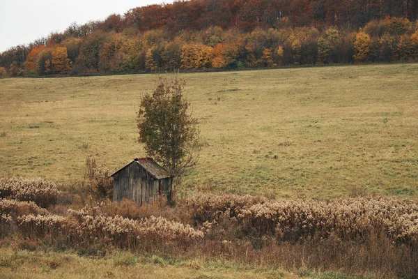 Gammal stuga på ett fält — Stockfoto