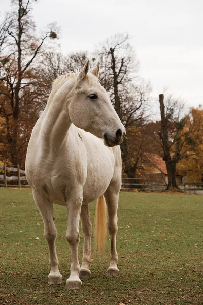 Cheval sur le pâturage — Photo