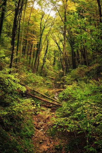 Baumstämme im Talwald — Stockfoto