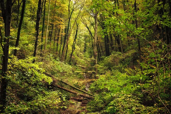 Trunchiuri de copaci în pădurea din vale — Fotografie, imagine de stoc