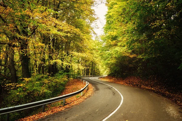 Autumn road in the forest — Stock Photo, Image