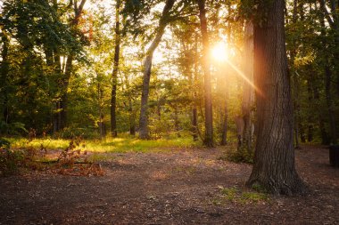 Güneş ışınları büyülü ormanda
