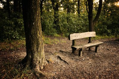 Bir ormanda Bench