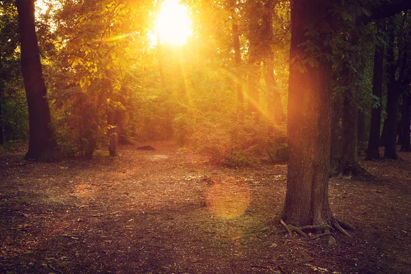 De stralen van de zon in magische woud — Stockfoto